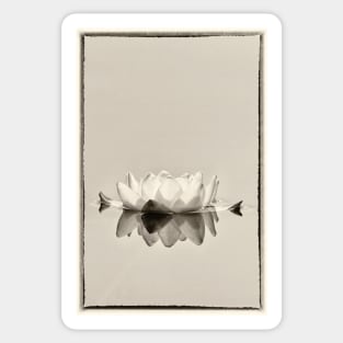 White Water Lily Sticker